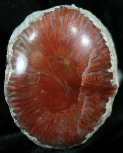 Pennsylvanian Aged Red Agatized Horn Coral - Utah #26377